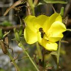 un peu de pollen ?