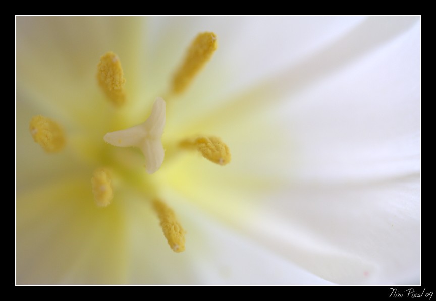 Un peu de printemps..