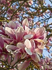 Un peu de printemps gersois -- Ein wenig Frühling von dem Gers