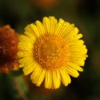 un peu de rosée !!