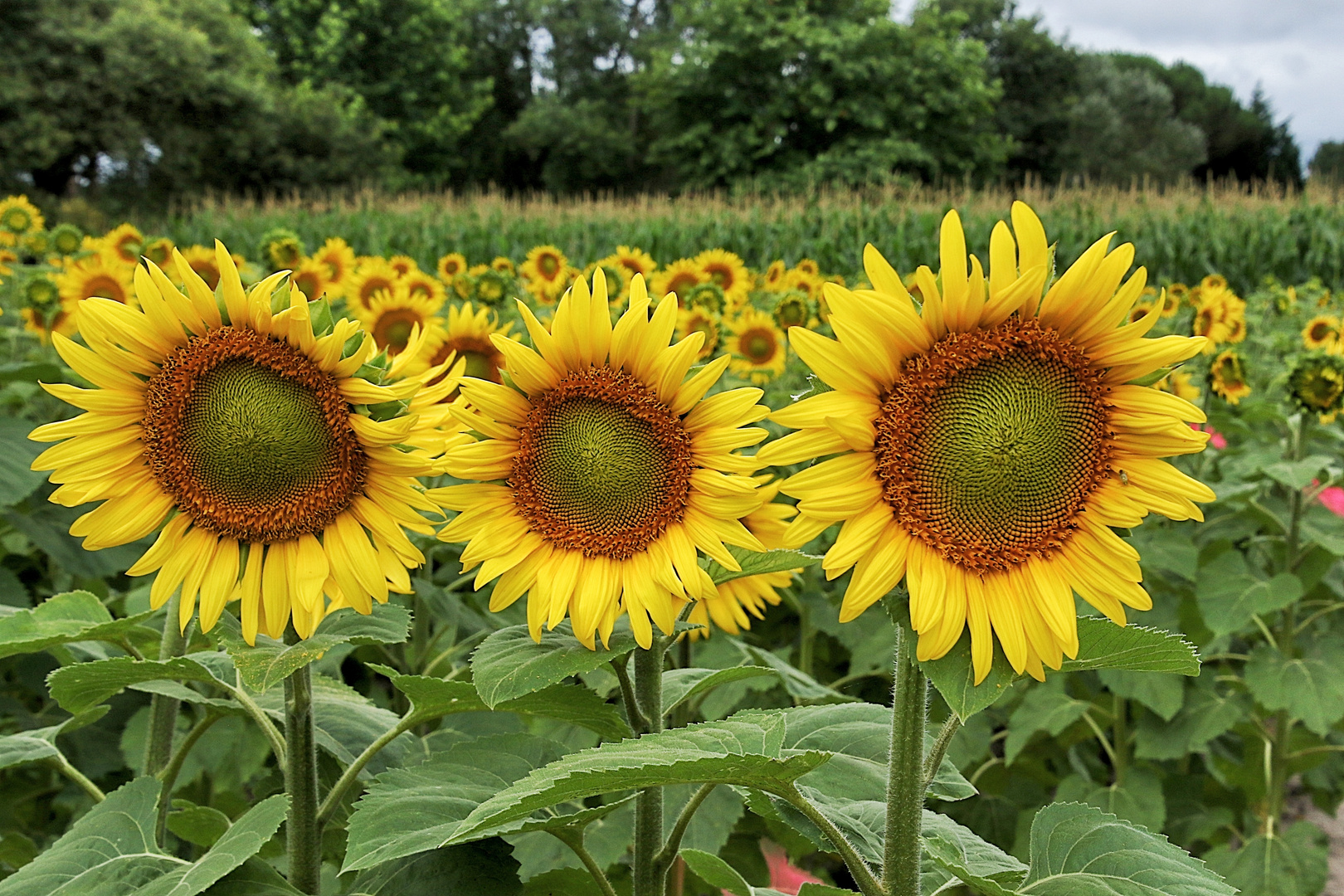 Un peu de soleil !