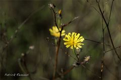 un peu de soleil