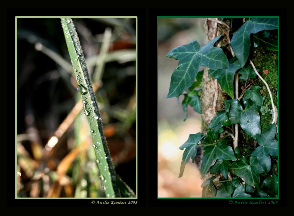 Un peu de verdure