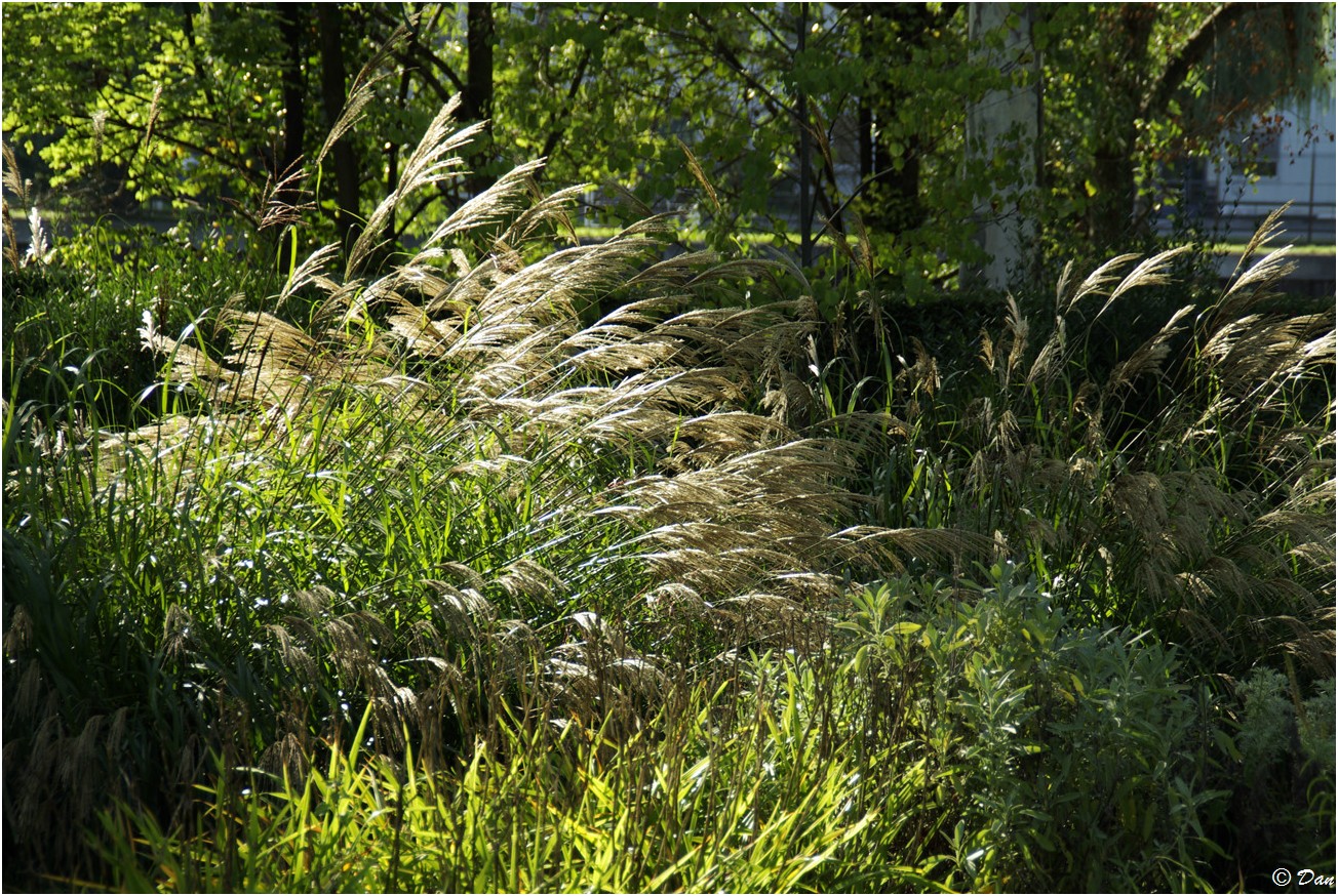 Un peu de verdure