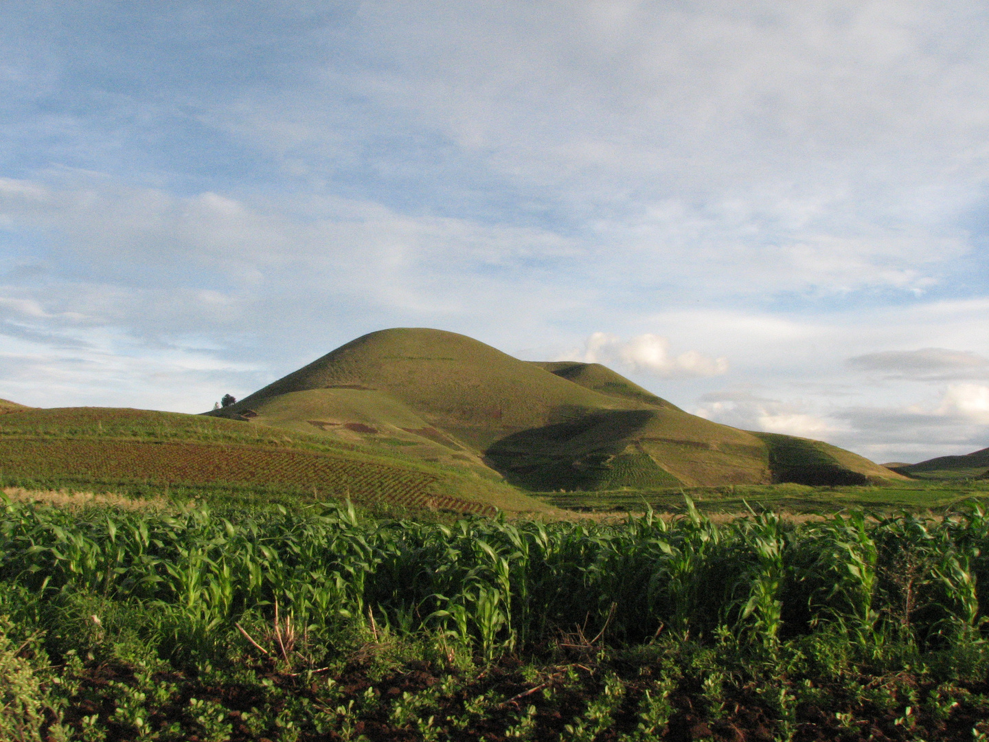 Un peu de verdure