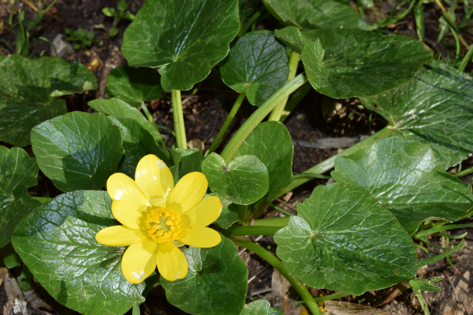 un peu de vert et de jaune 