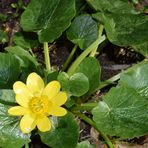 un peu de vert et de jaune 