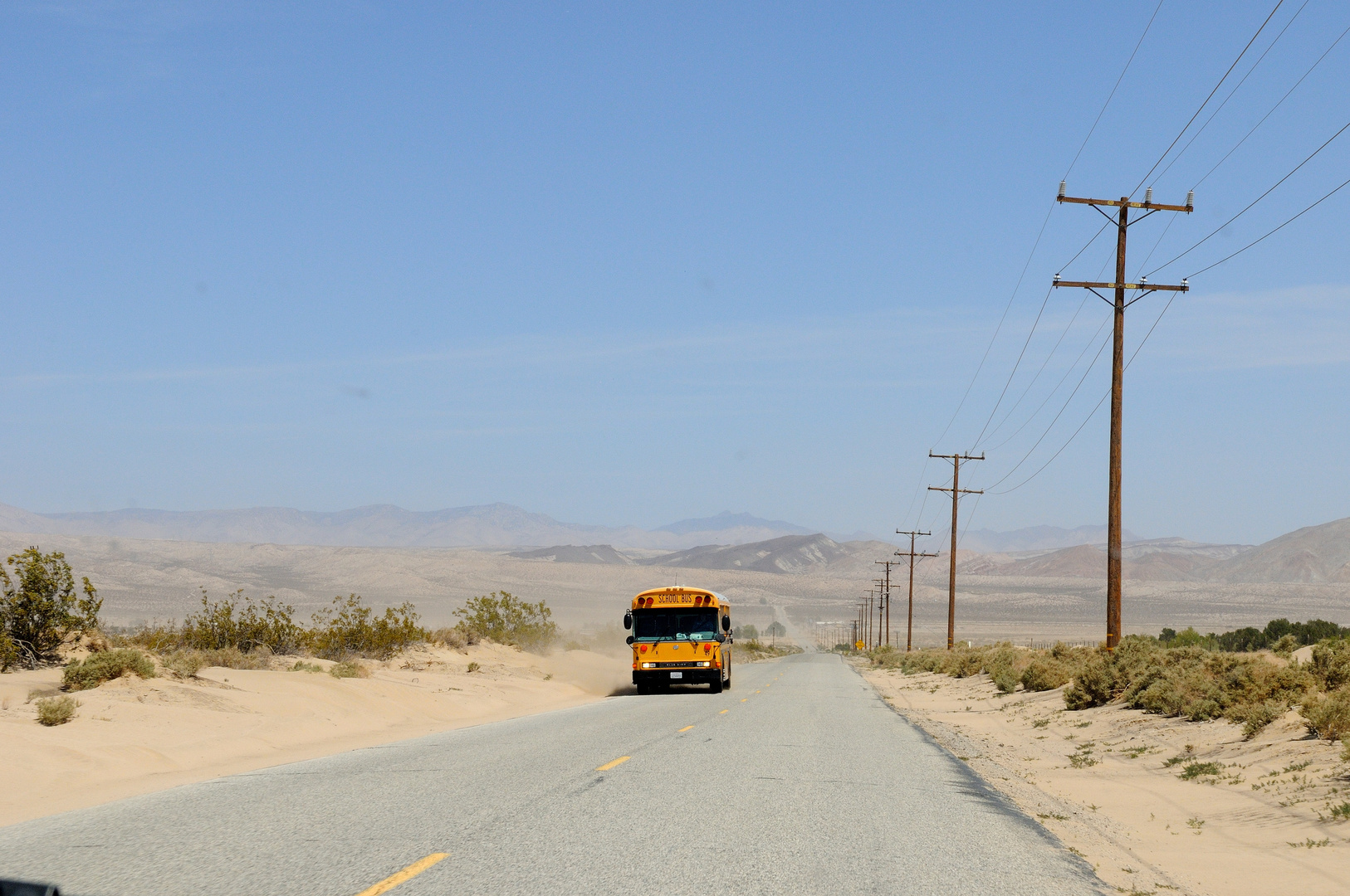 Un peu de vie - Désert de Mojave