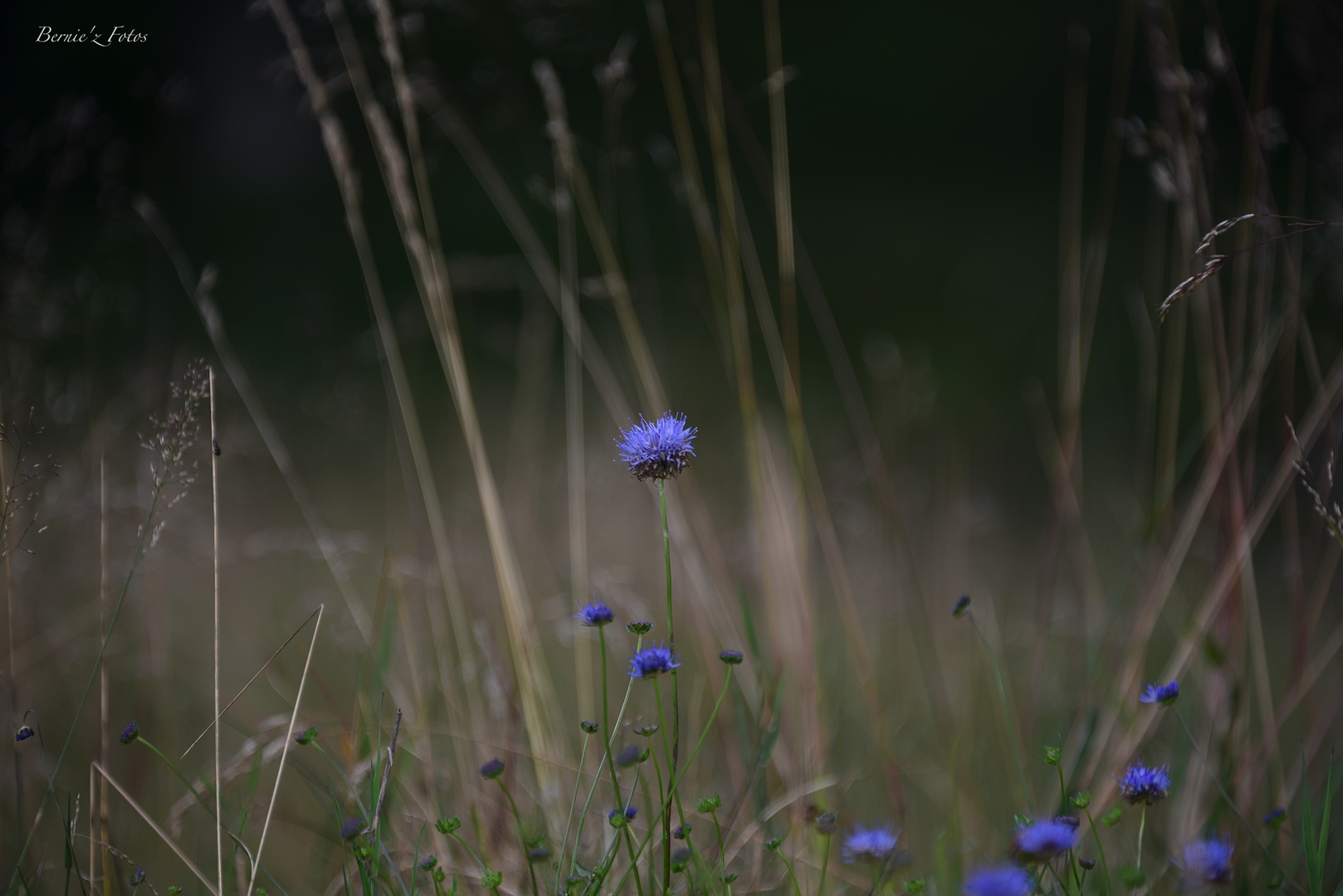 Un peu fleur bleue !