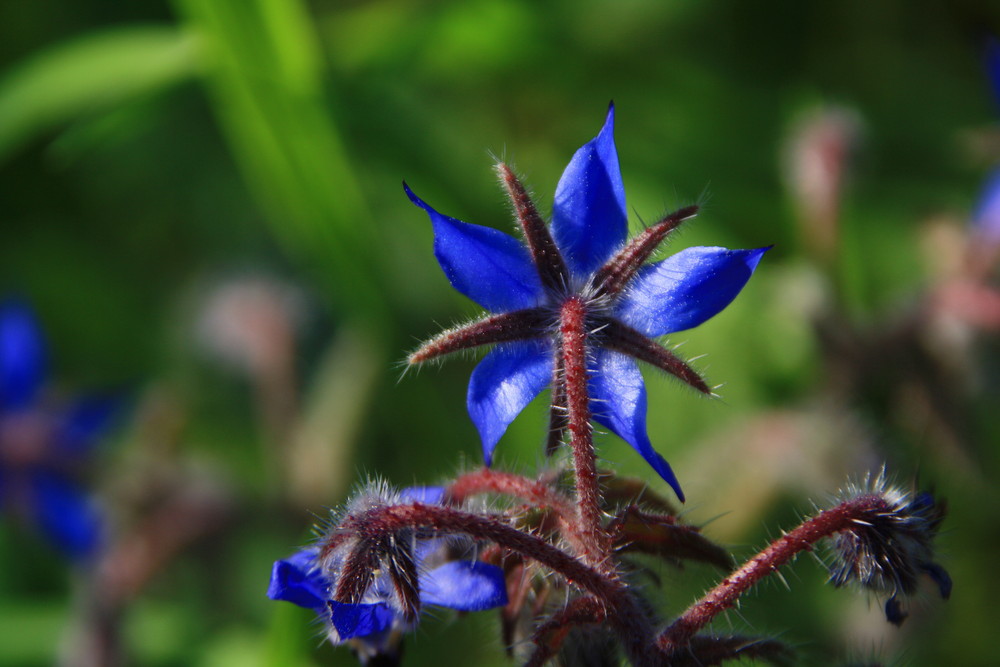 un peu fleur bleue!