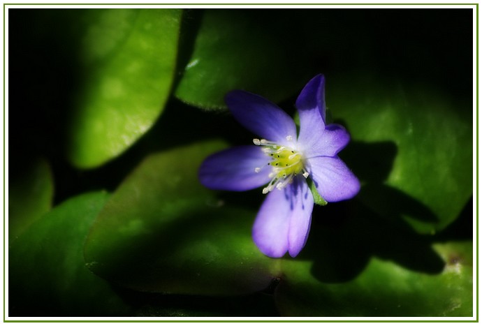 Un Peu Fleur Bleue ?