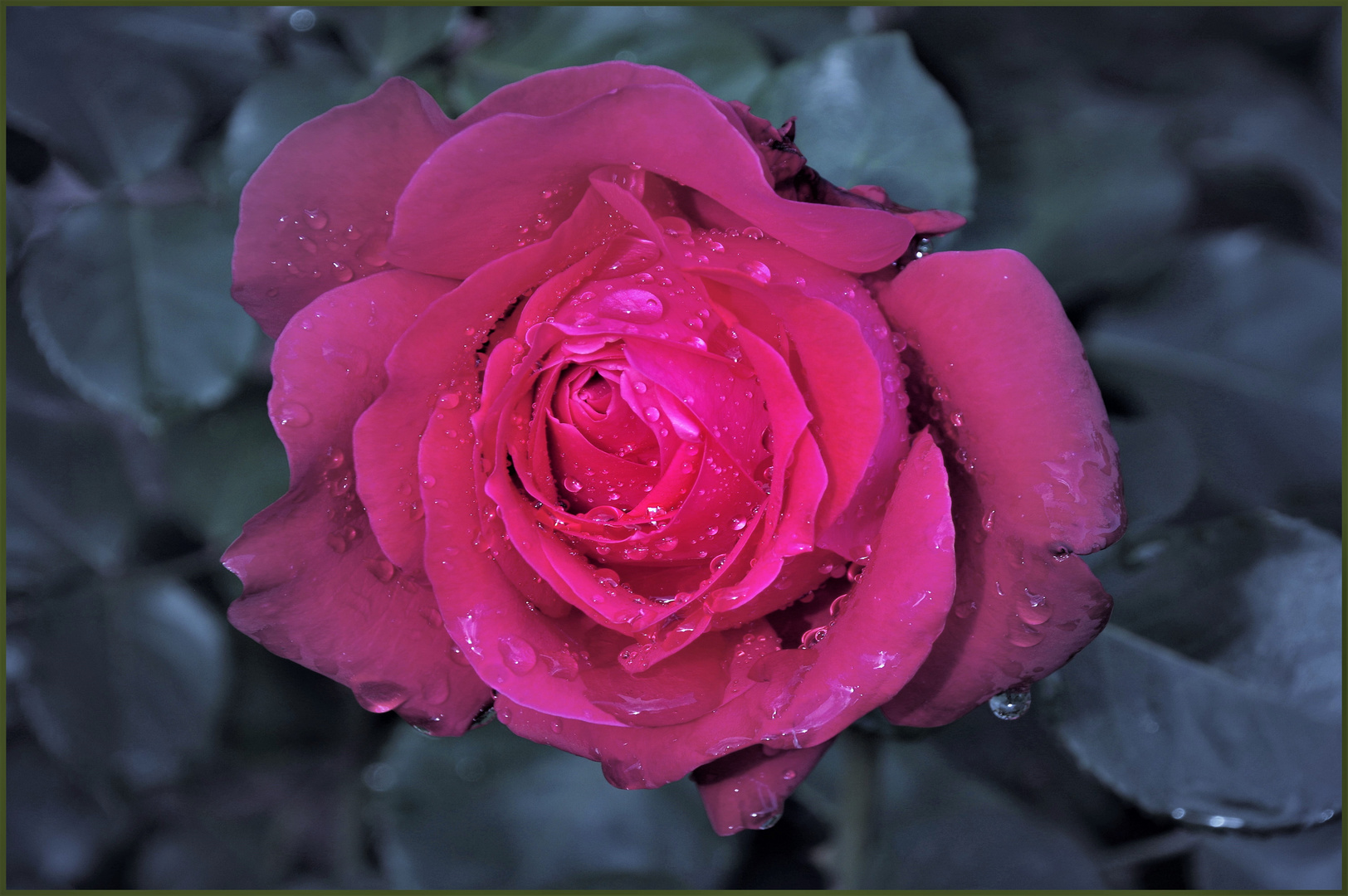 un peu mouillées les dernières roses........