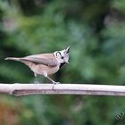 Un peu punk .... la petite huppée