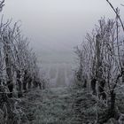 UN PEUT DE FRAICHEUR EN CETTE CANICULE