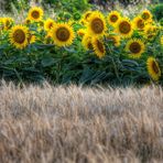 UN pezzo di maremma 3