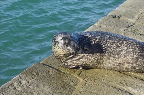 Un phoque veau-marin surnommé L9