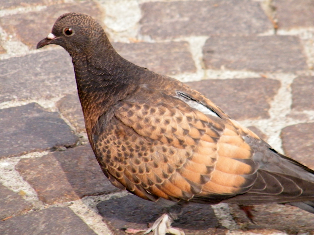 un piccione a passeggio