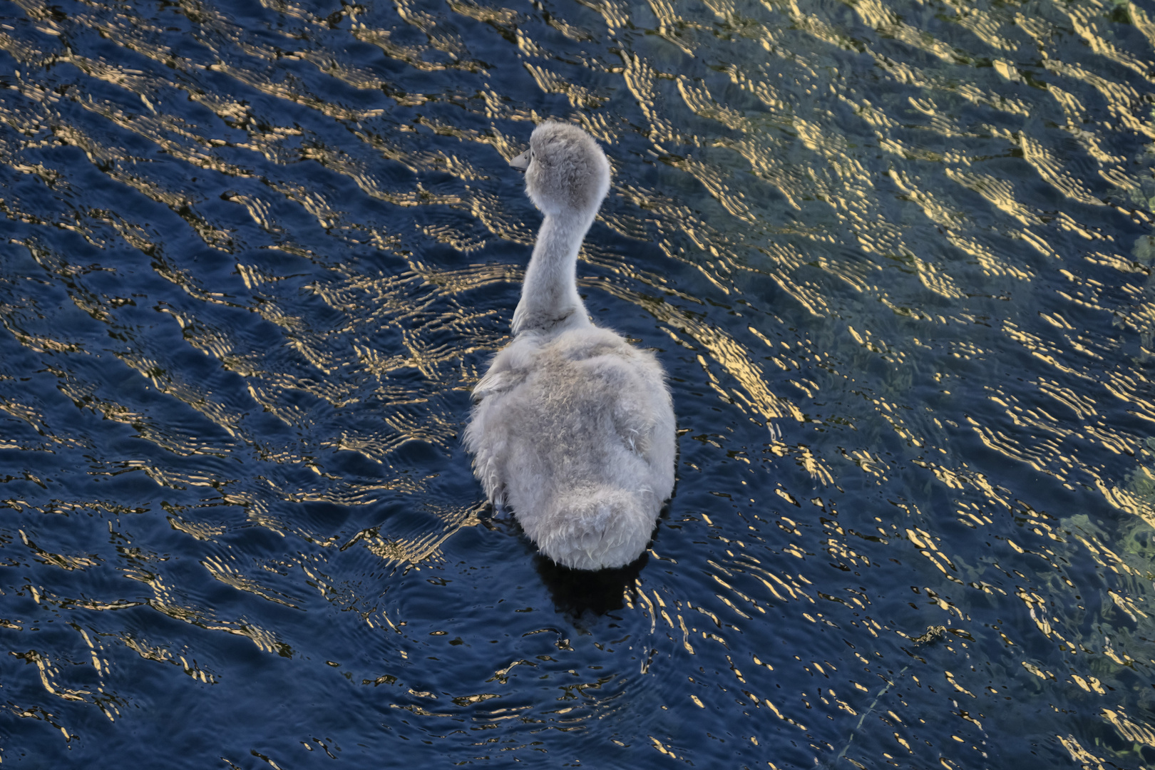 Un piccolo cigno