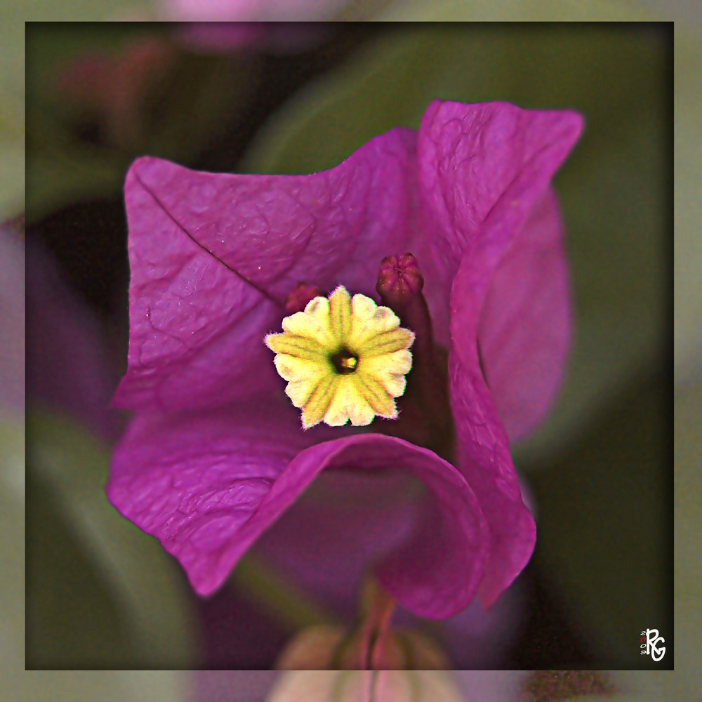 Un piccolo fiore nel cuore