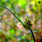 un piccolo nido per piccoli semini