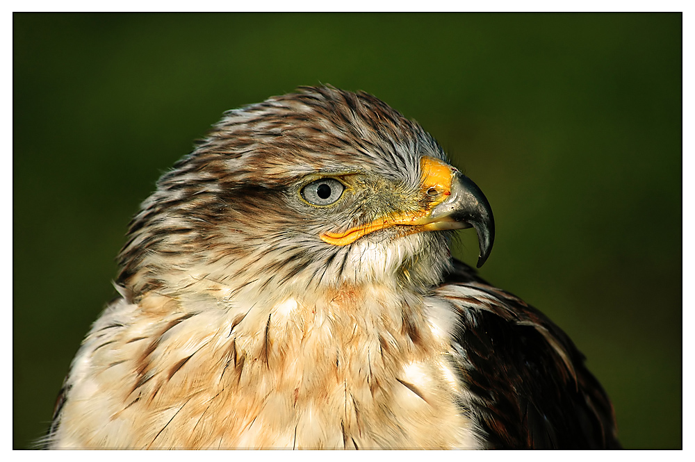 Un piccolo ritratto di un Falco