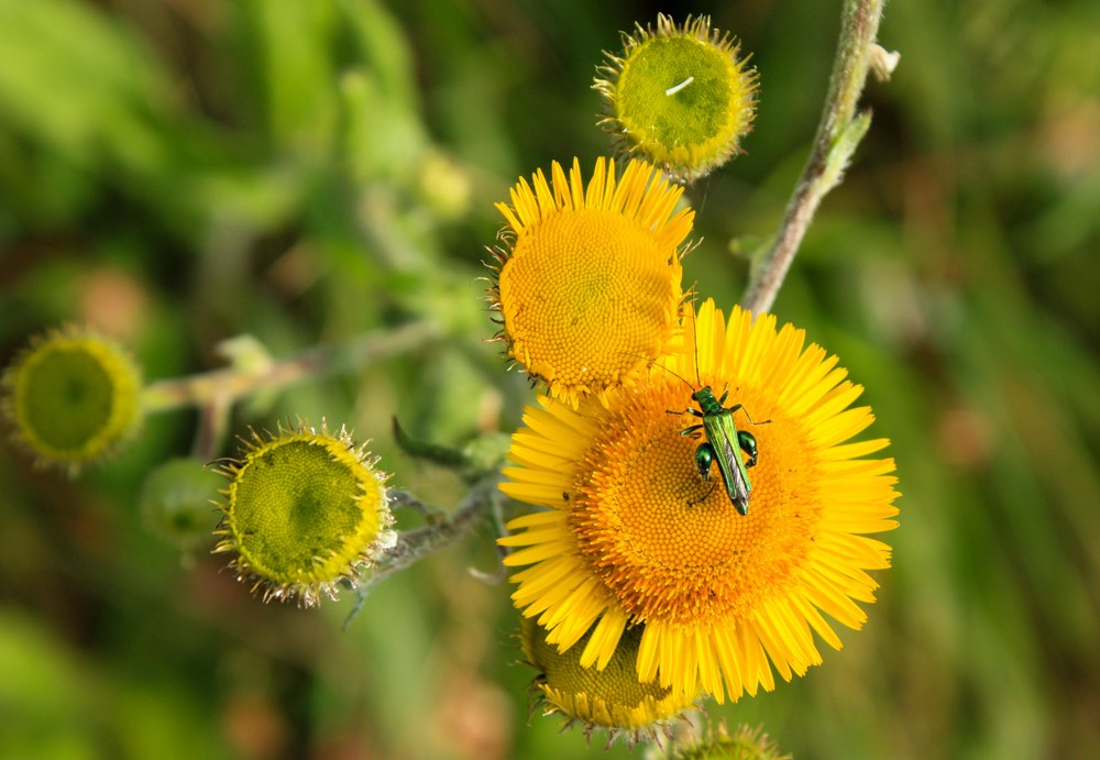 un piccolo sole