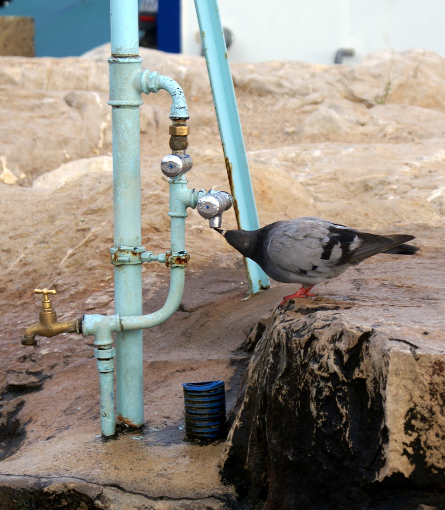 Un pigeon assoiffé