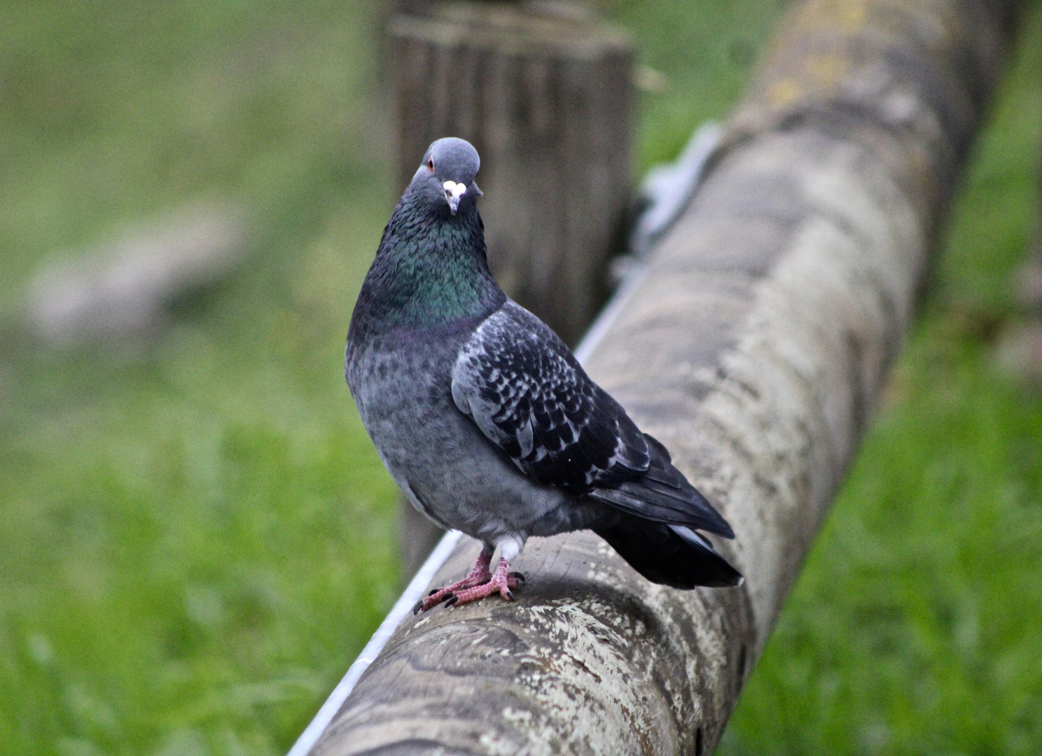 ... un pigeon curieux !!!...