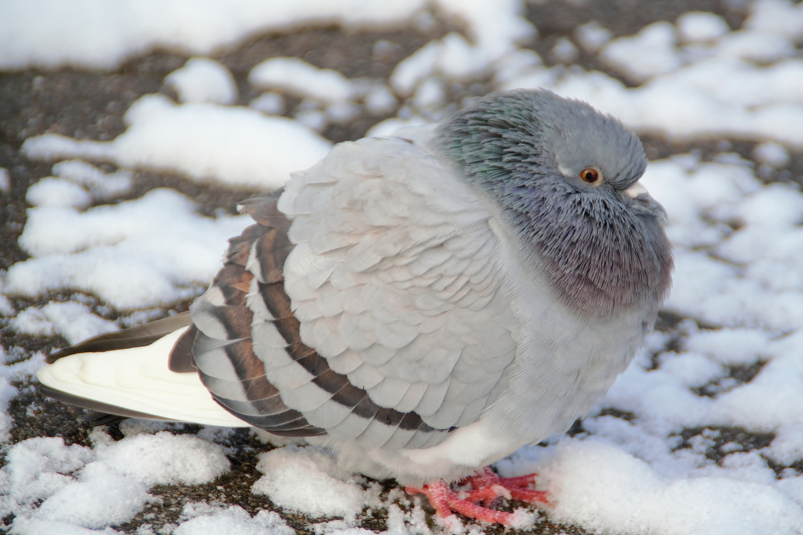 un pigeon en hiver.