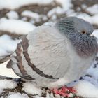 un pigeon en hiver.