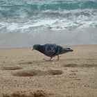 un pigeon parisien en vacance à cannes pour le festival