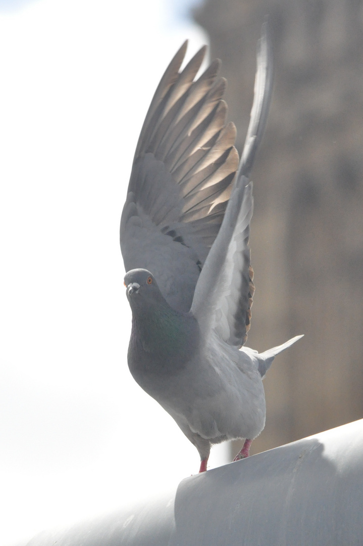 Un pigeon prend son envol