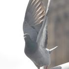 Un pigeon prend son envol