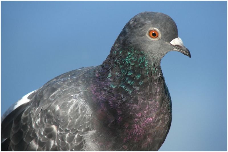 Un pigeon roucoulait si près !