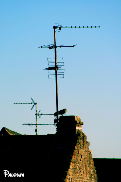 Un pigeon sur le toit d'une maison