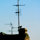 Un pigeon sur le toit d'une maison