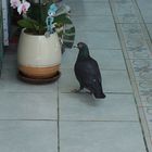 Un pigeon voyageur s'invite dans notre véranda.