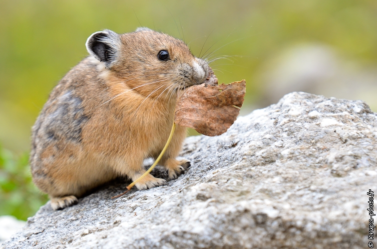 Un pika au Grand Teton National Park