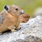 Un pika au Grand Teton National Park