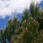 Un pin au printemps, tout simplement - Base de loisirs de L’Isle Jourdain