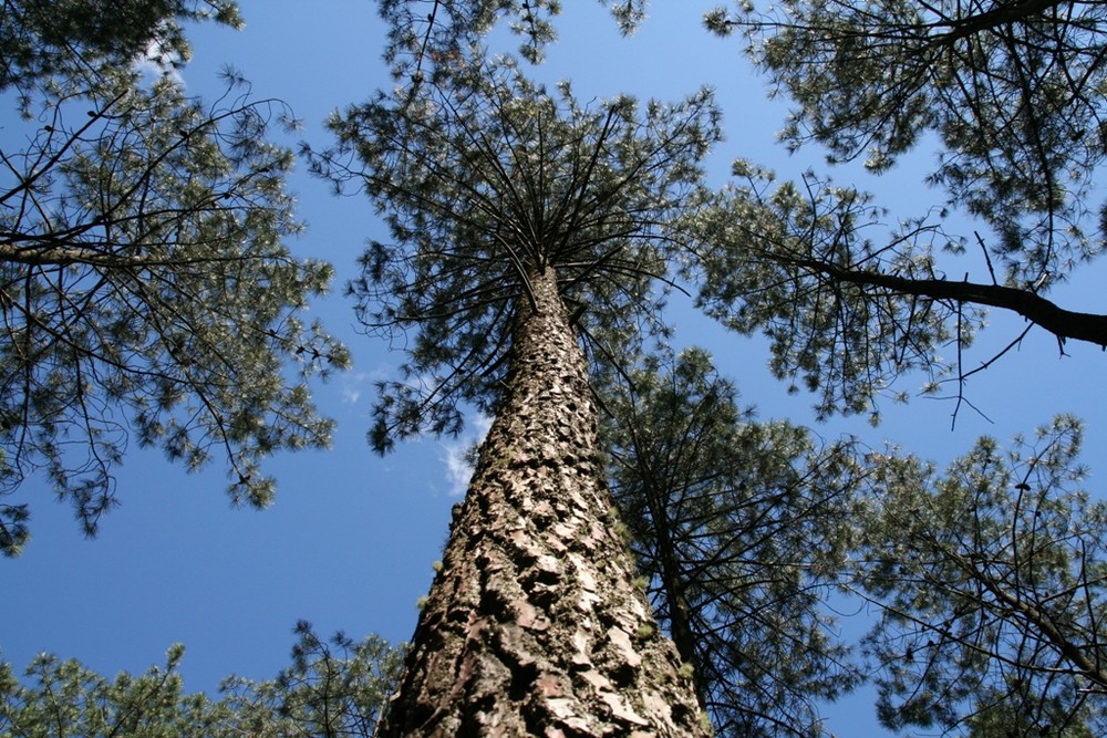 Un pin des Landes c'est haut !!!