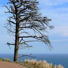 un pin se meurt au bord du chemin