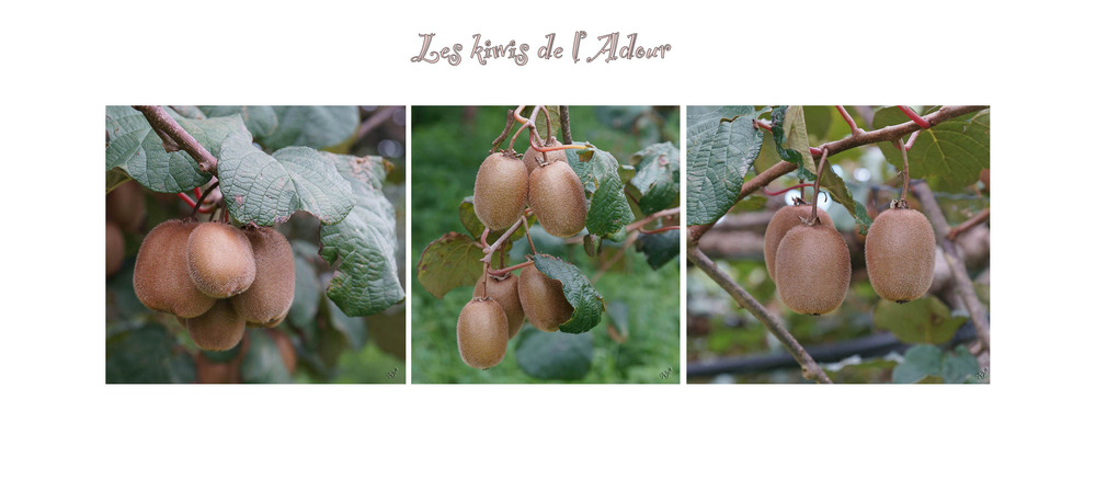 Un plein de vitamines ......