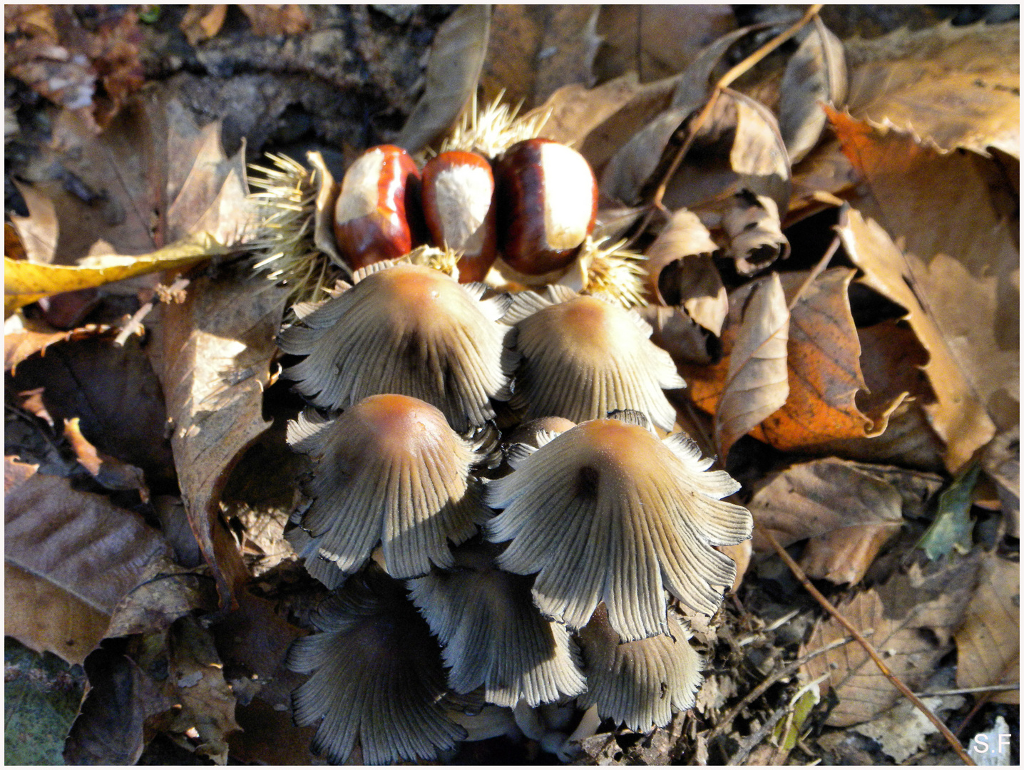 Un po' di autunno.