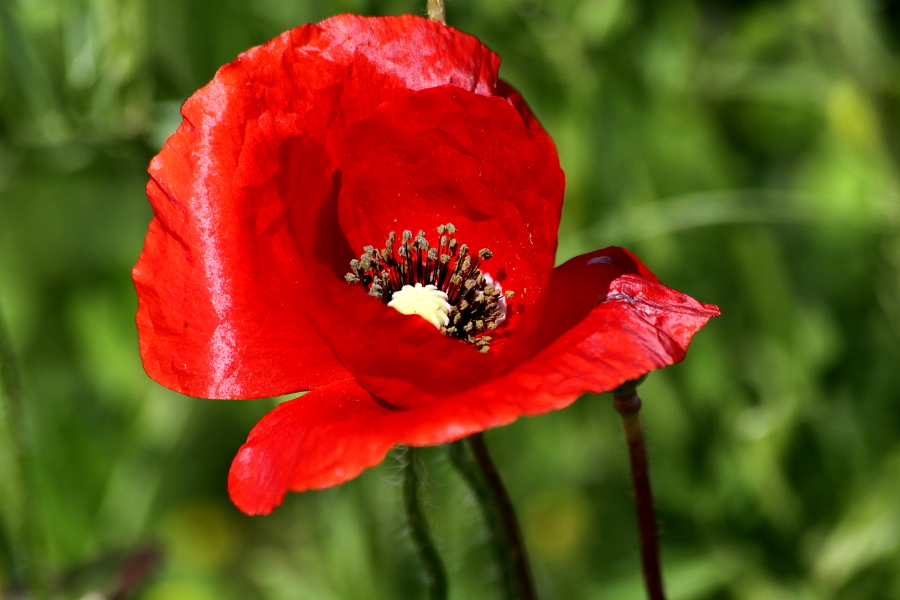 un pò di colore