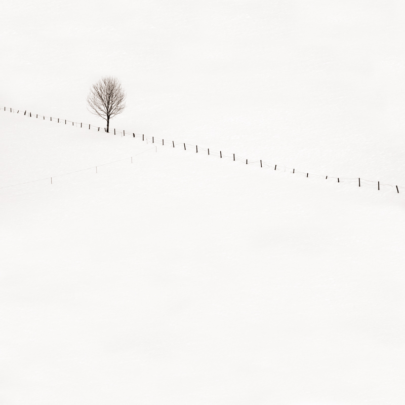 un po' di neve e un albero