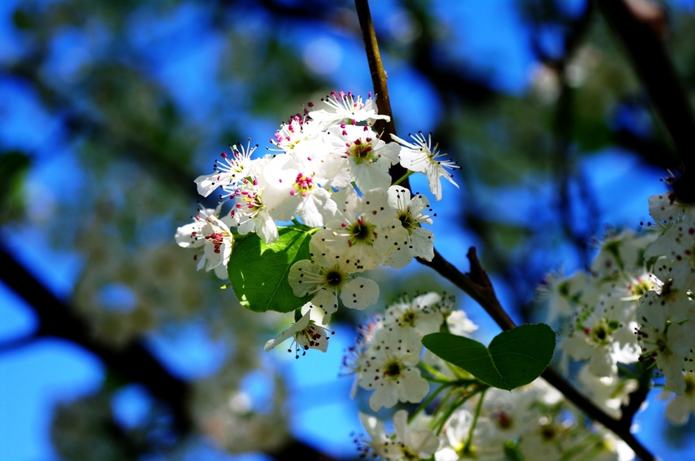 Un po di primavera.......