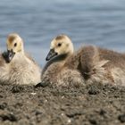 Un pò di relax con il mio fratellino