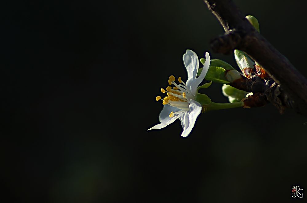 Un po' in ritardo.... ma e' pur sempre primavera!