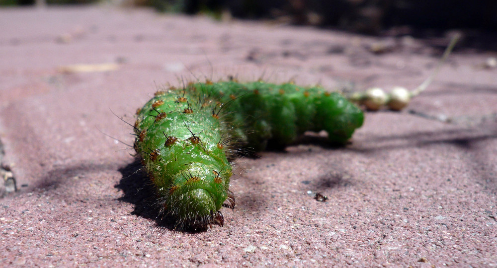 un pomeriggio a spasso